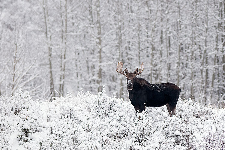 moose10