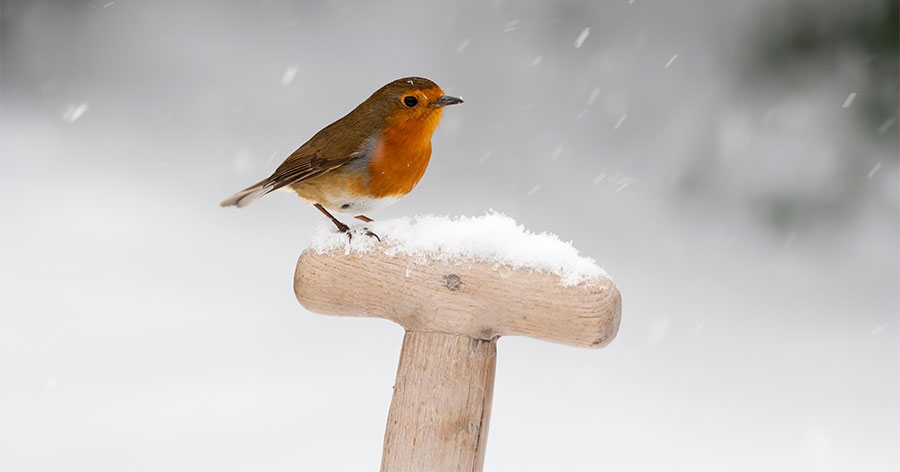 RobinWinter